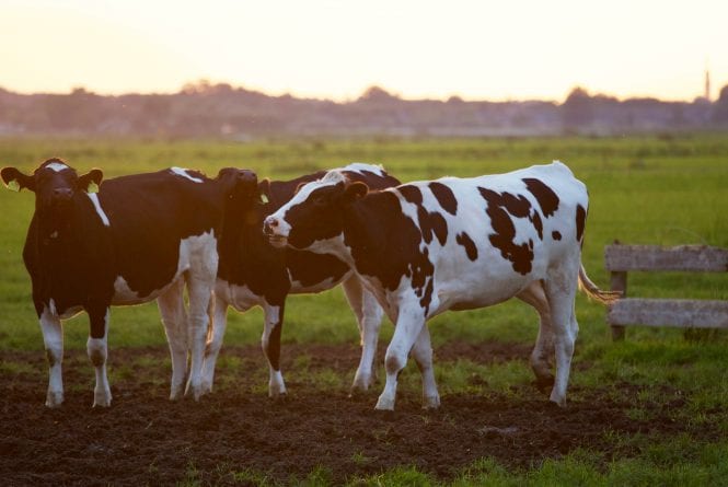 Afbeelding - Voedingsaanpak melkvee: Feed2Milk - AgroNoord