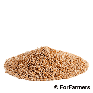 Afbeelding - Tarwe - AgroNoord