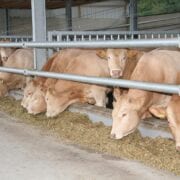 Logo - Enkelvoudig en strooisels producten