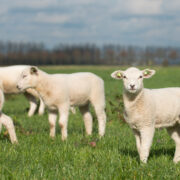 Logo - Voedingsaanpak schapen